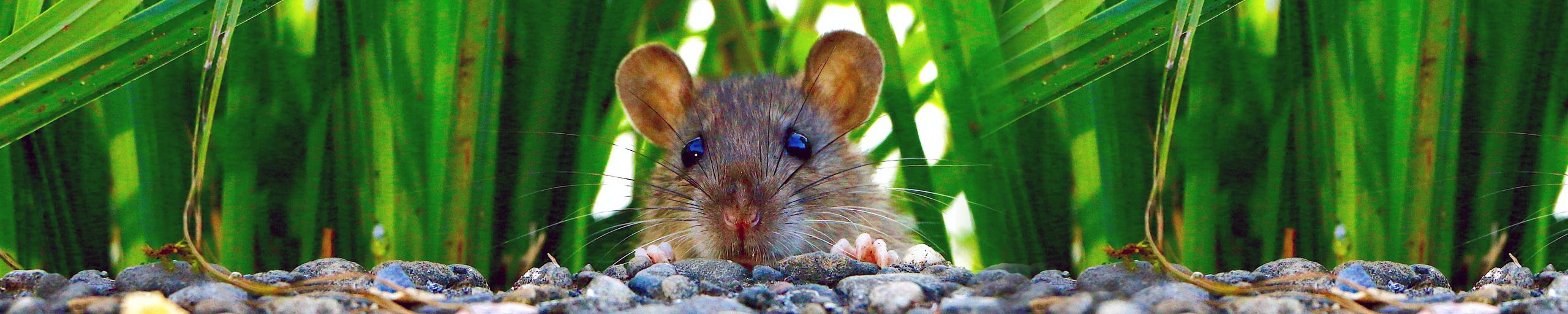 Afbeelding van een rat welke nieuwsgierig naar de camera kijkt